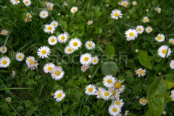 daisies in the grass Stock photo © chrisroll