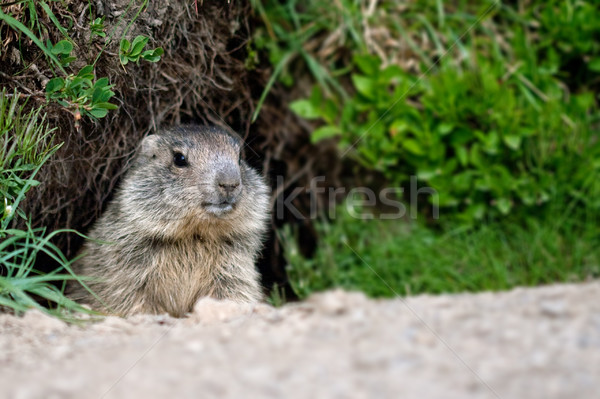 alpine baby marmot Stock photo © chrisroll