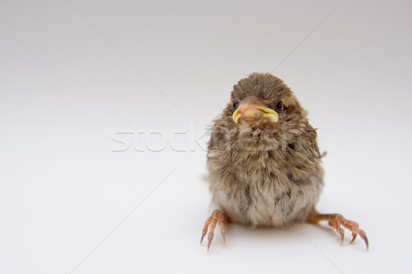 little bird Stock photo © chrisroll