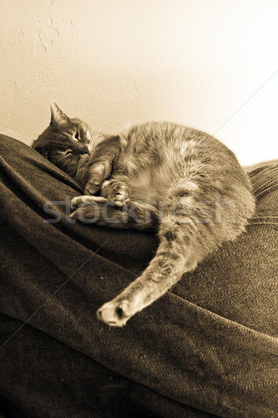 Sleeping cat Stock photo © chrisroll