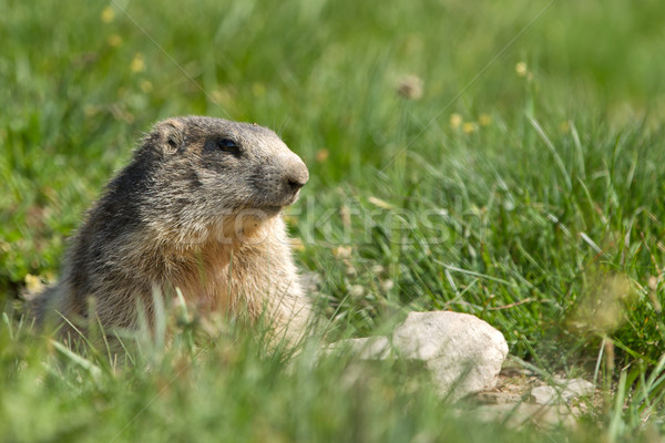 marmot in the alps Stock photo © chrisroll