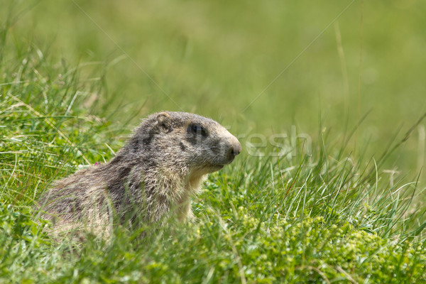 marmot in the alps Stock photo © chrisroll