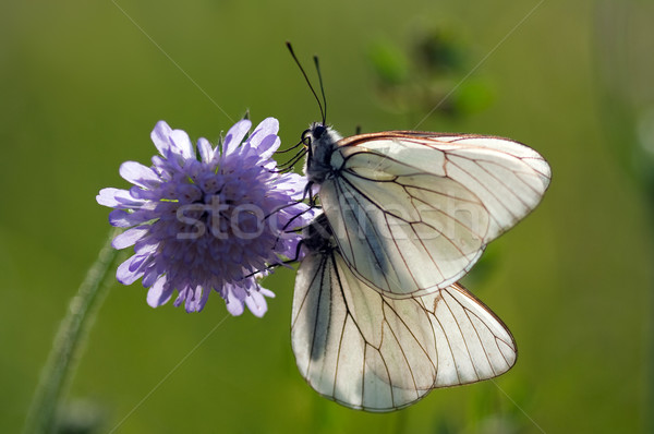 two Aporia crataegi butterflies on a flower Stock photo © chrisroll