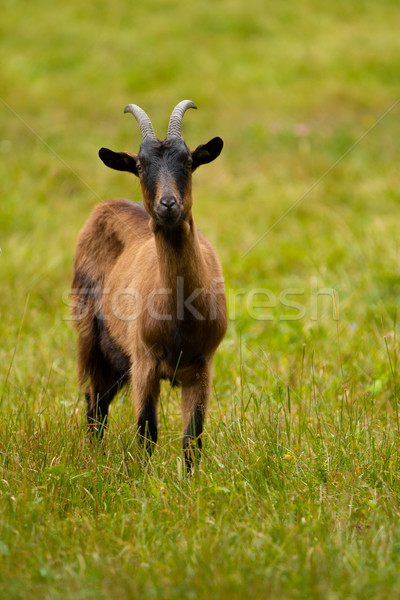 Goat on a green meadow Stock photo © chrisroll