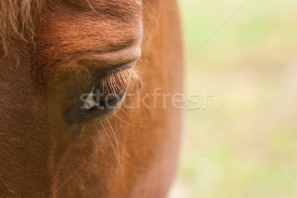 Chevaux oeil 3D herbe nature cheval [[stock_photo]] © chrisroll