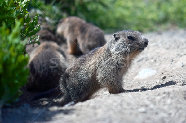 alpine baby marmot Stock photo © chrisroll