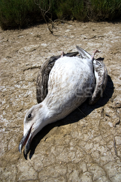 hurt seagull on the ground Stock photo © chrisroll