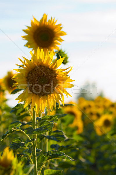 sunflower field Stock photo © chrisroll