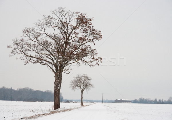 winter landscape Stock photo © chrisroll