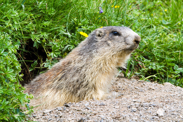 marmot in the alps Stock photo © chrisroll