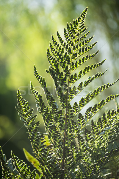 Fern leaf on green forest scenery environment Stock photo © cienpies