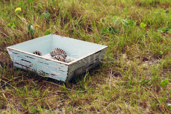 Vintage box with pine cones on green forest Stock photo © cienpies