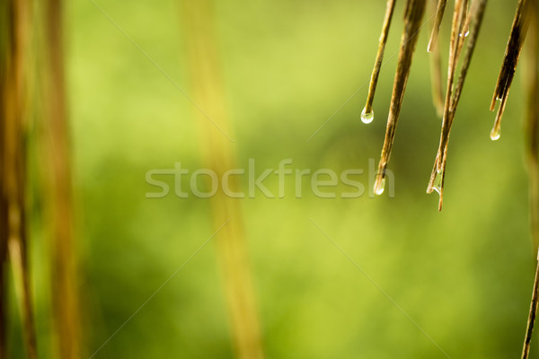 Palm tree close up green abstract blur background Stock photo © cienpies