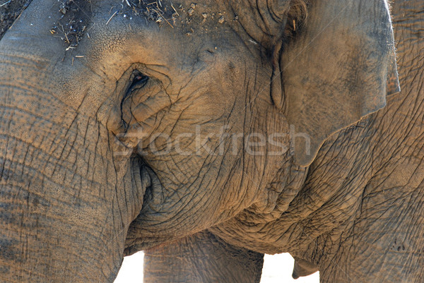 Elefanten Porträt Gesicht faltig Haut Stock foto © cienpies