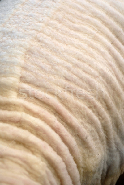 Sheepskin sheared texture Stock photo © cienpies
