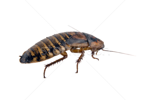 Ugly dead roach isolated over white Stock photo © cienpies