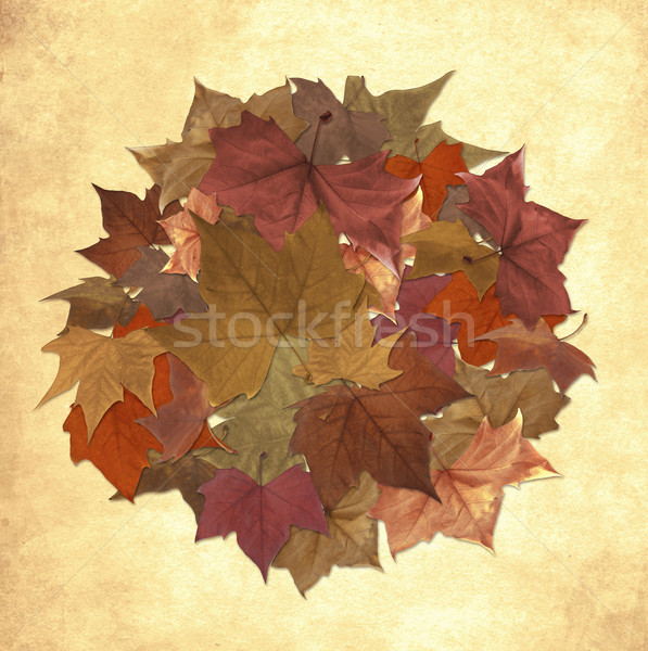 őszi levelek kör grunge fa absztrakt terv Stock fotó © cienpies