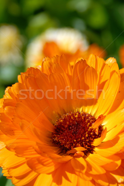 Orange flower closeup  Stock photo © cienpies