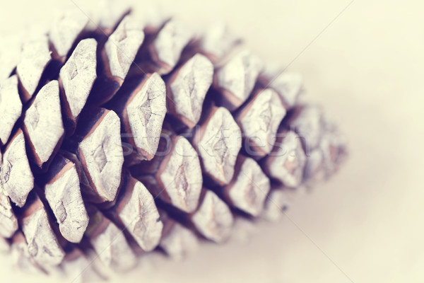 Pine cone macro vintage blur background Stock photo © cienpies