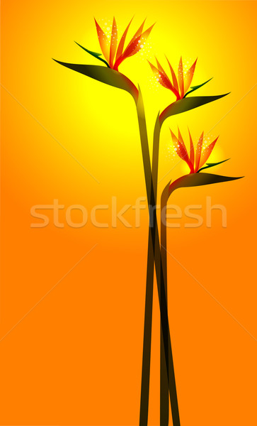 Madár édenkert virág narancs napos eps10 Stock fotó © cienpies
