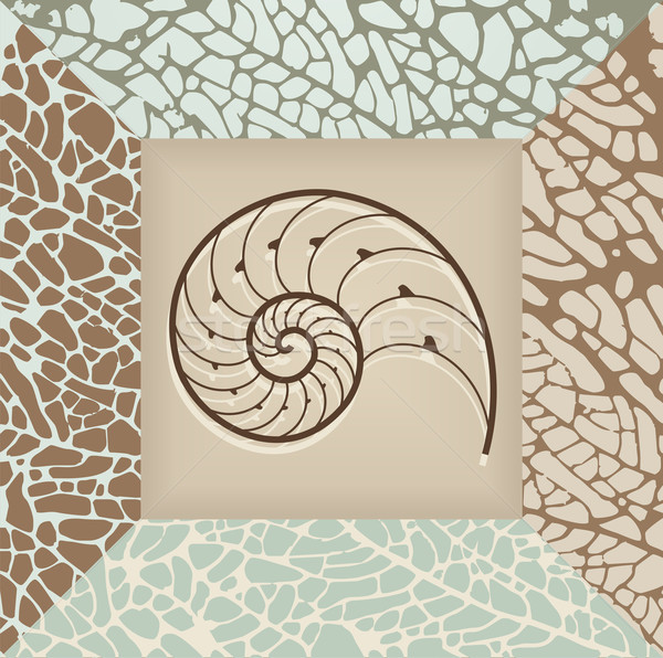 Nautilus shell background. Stock photo © cienpies