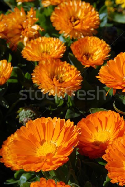 Orange Flowers Field.  Stock photo © cienpies