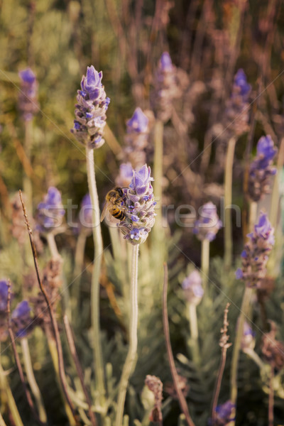 Nature scene of bee on lavender flower field Stock photo © cienpies