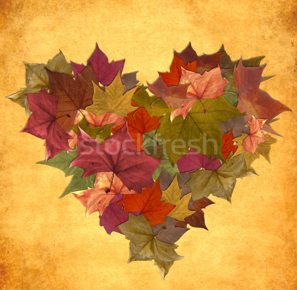 ストックフォト: ヴィンテージ · 紅葉 · 心臓の形態 · 秋 · 葉