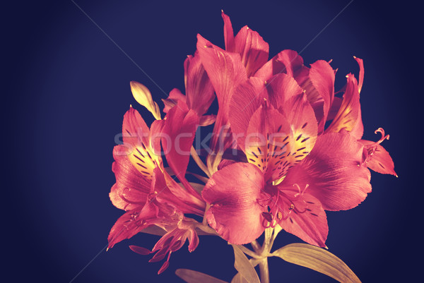 Stock photo: Vintage flowers bouquet concept background 