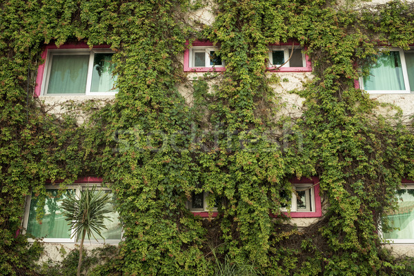 Green architecture building facade with ivy plants Stock photo © cienpies