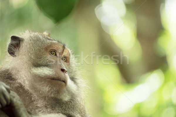Wild monkey wildlife closeup nature background Stock photo © cienpies