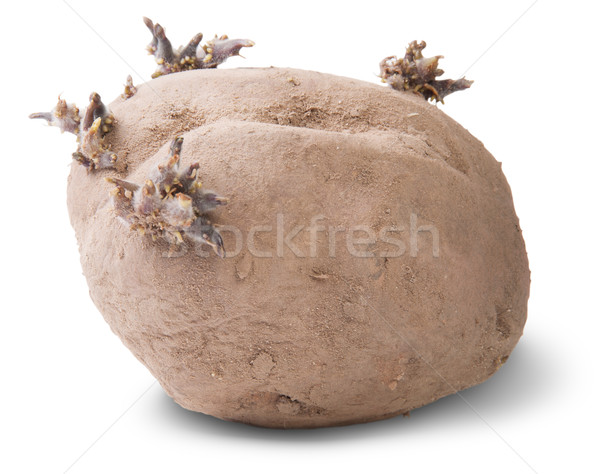 Dirty Sprouting Potatoes Rotated Stock photo © Cipariss