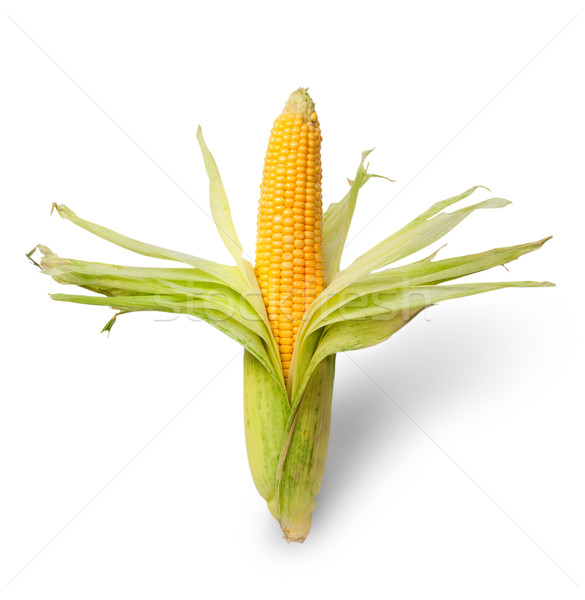 部分 去皮 耳朵 玉米 孤立 白 商業照片 © Cipariss