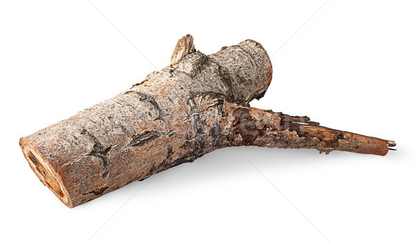 Single poplar log horizontally flipped Stock photo © Cipariss