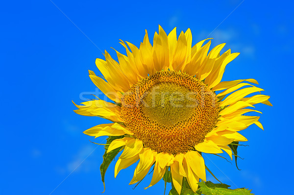 Kwiat słonecznika Błękitne niebo chmury liści Zdjęcia stock © Cipariss