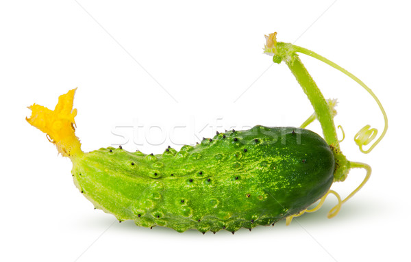 Juicy green cucumber with stem Stock photo © Cipariss