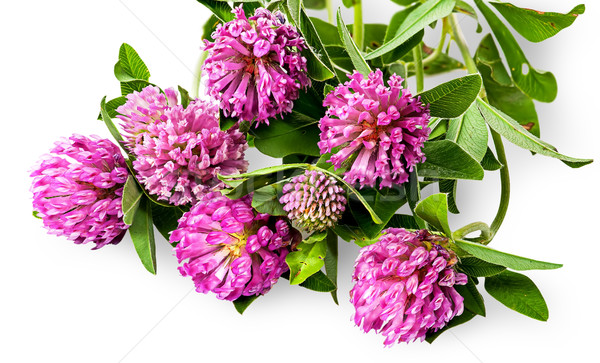 Bouquet of clover flowers with green leaves Stock photo © Cipariss