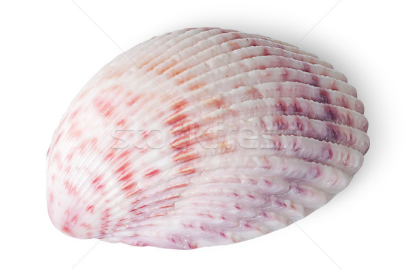 Hälfte Muschel isoliert weiß Wasser Textur Stock foto © Cipariss