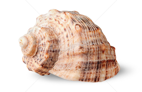 Seashell rapana side view rotated Stock photo © Cipariss
