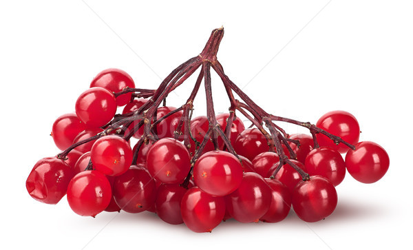 Bunch of ripe viburnum Stock photo © Cipariss