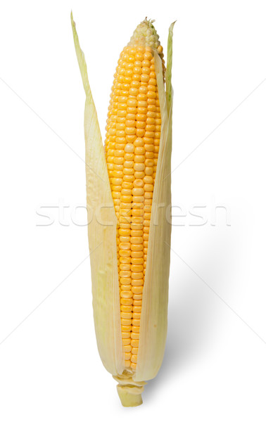 Purified ear of corn with leaves Stock photo © Cipariss