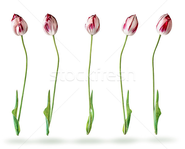 Vários tulipas isolado branco flor Foto stock © Cipariss