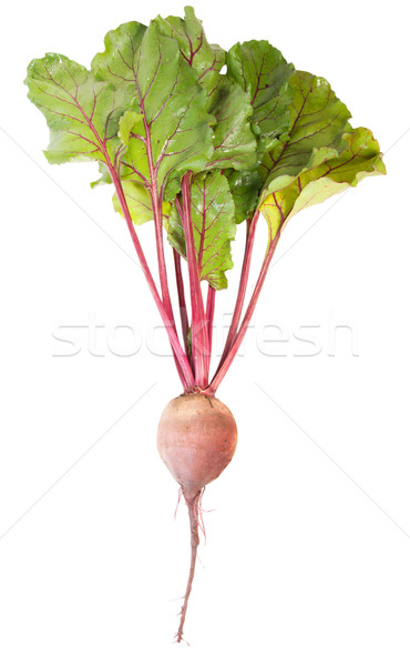 One Beet Root Stock photo © Cipariss