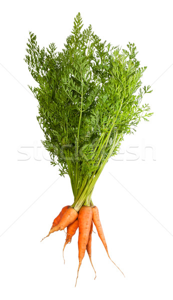 Bunch Of Fresh Carrots With Green Tops Stock photo © Cipariss