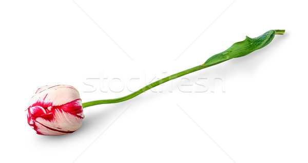 Dual colored red-white tulip Stock photo © Cipariss
