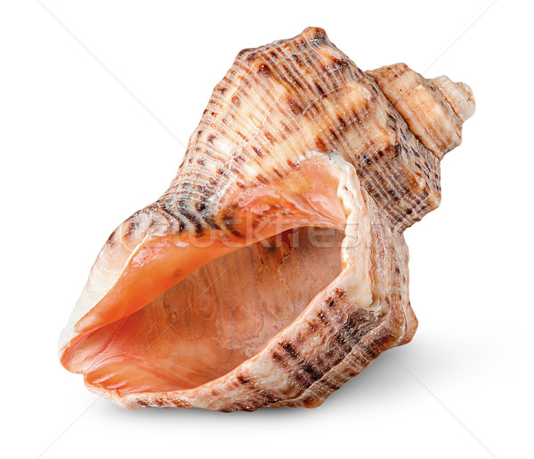 Seashell rapana vertically rotated Stock photo © Cipariss