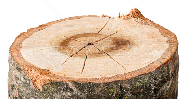 The cut tree horizontal Stock photo © Cipariss