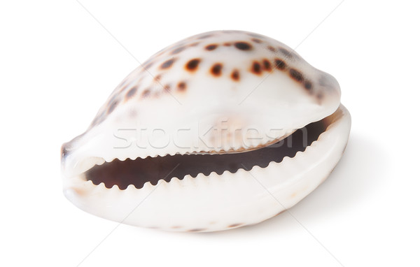 Tiger cowrie shell Stock photo © Cipariss