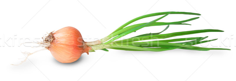 Onion Bulbs With Green Sprouts Stock photo © Cipariss