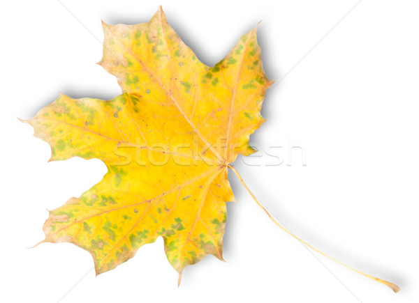 Yellow Autumn Maple Leaf With Green Spots Stock photo © Cipariss